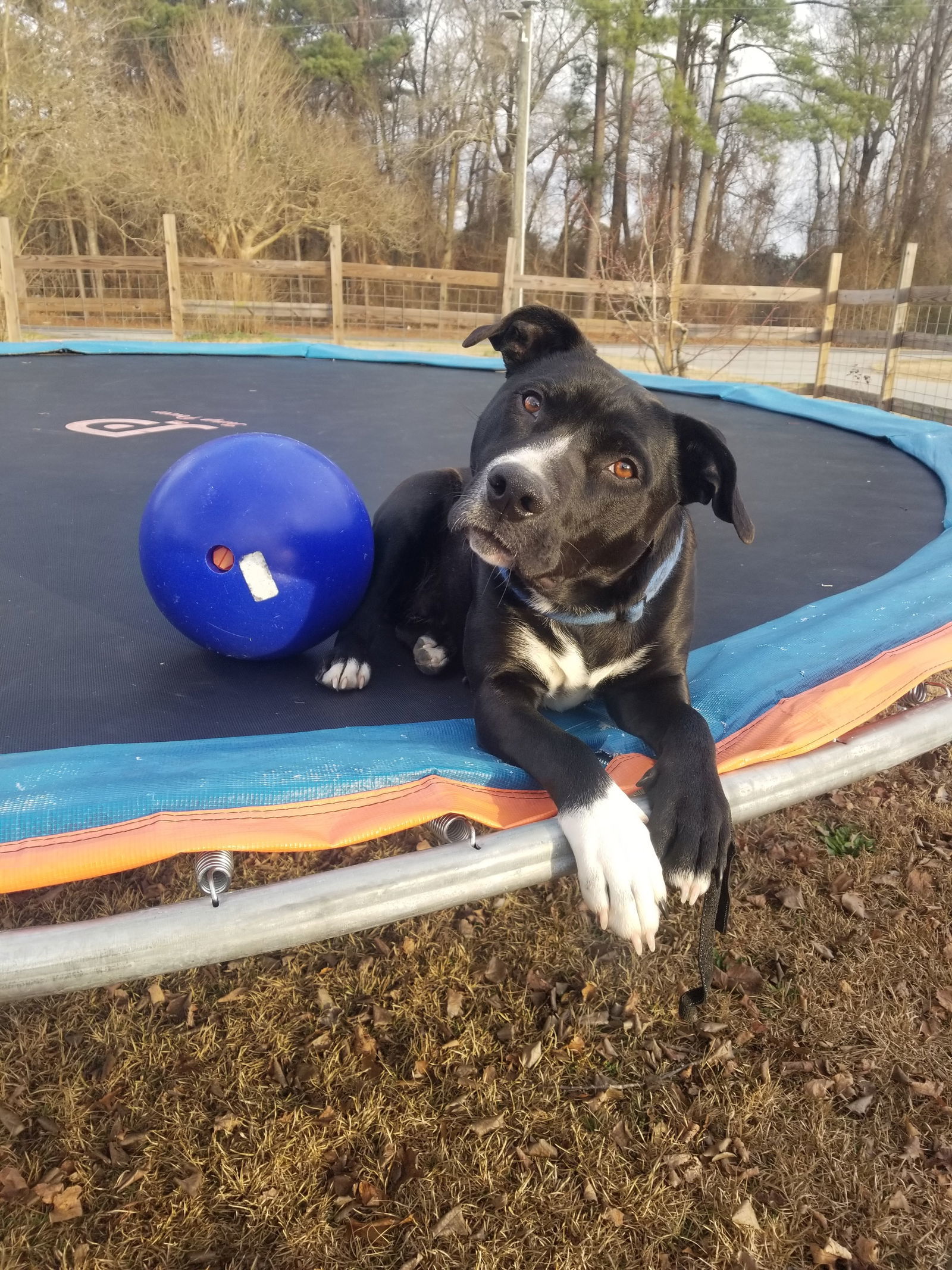 Raven, an adoptable Retriever, Terrier in Asheville, NC, 28801 | Photo Image 2