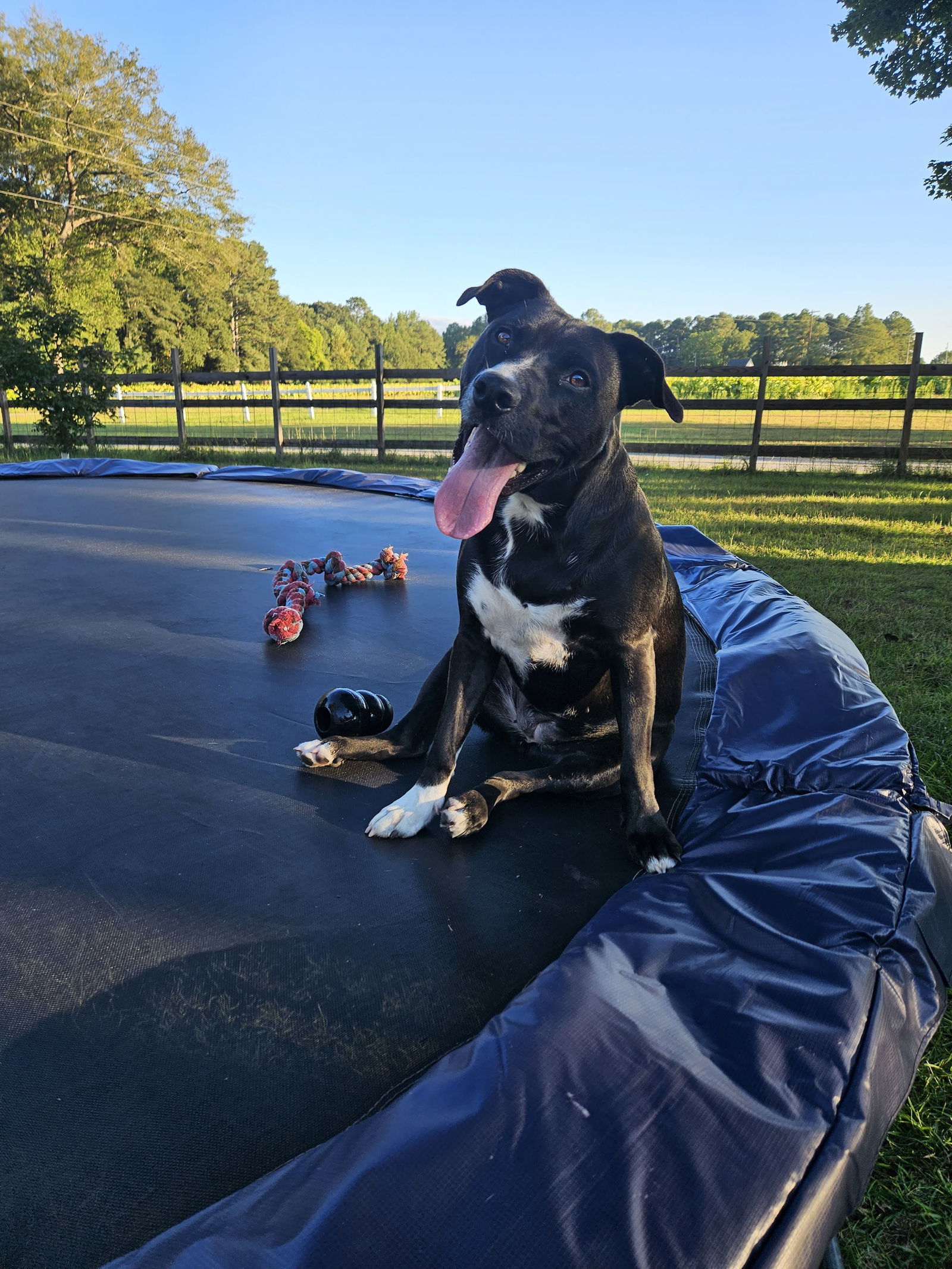 Raven, an adoptable Retriever, Terrier in Charlotte, NC, 28212 | Photo Image 4