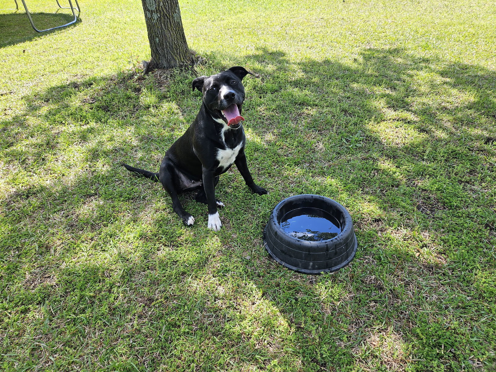 Raven, an adoptable Retriever, Terrier in Charlotte, NC, 28212 | Photo Image 6