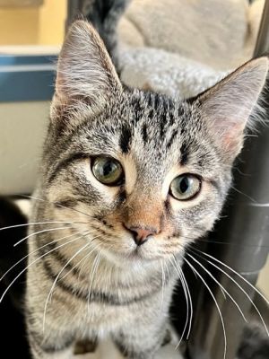 Cat for adoption - Graham Ashcraft, a Domestic Short Hair in