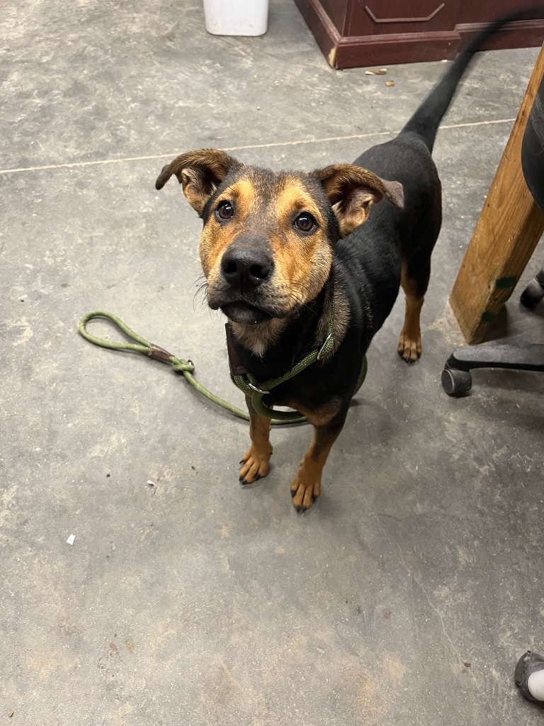 H447, an adoptable Terrier in Mullins, SC, 29574 | Photo Image 2