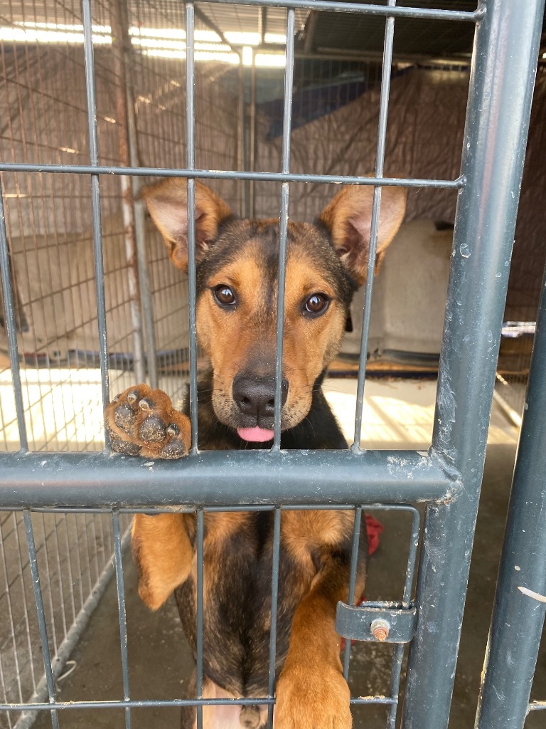 H447, an adoptable Terrier in Mullins, SC, 29574 | Photo Image 5