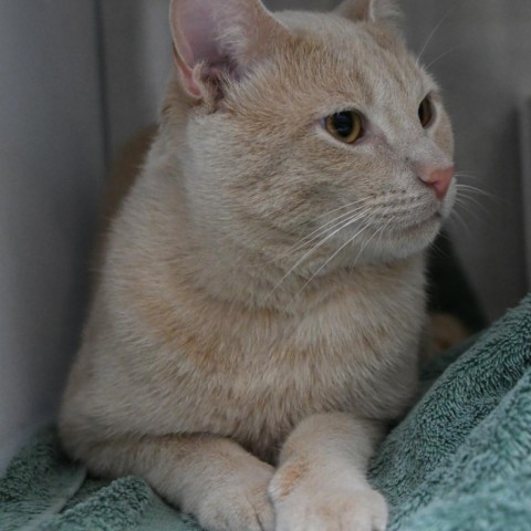 Zeus, an adoptable Domestic Short Hair in Santa Barbara, CA, 93111 | Photo Image 6