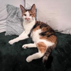 Littles is sweet and snuggly two year old cat She is shy at first but after she gains trust in