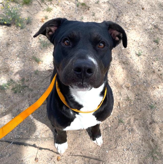 SLIPPERS, an adoptable Pit Bull Terrier, Mixed Breed in Albuquerque, NM, 87121 | Photo Image 1