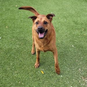 Andy 2508, Adult Male Labrador Retriever
