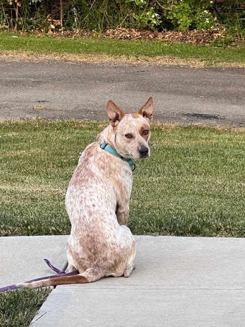 Sadie, an adoptable Australian Cattle Dog / Blue Heeler in Pittsburgh , PA_image-4