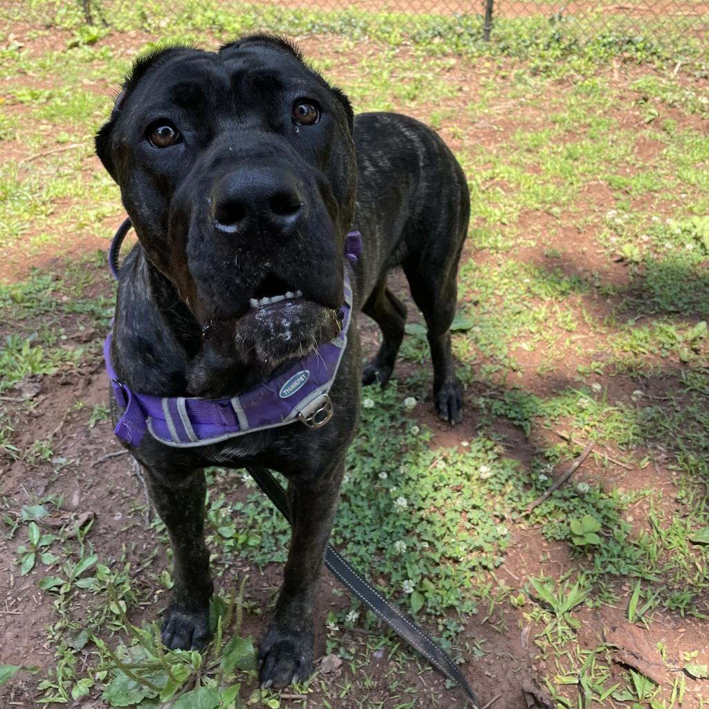 Ms Rocky - MISSING, an adoptable Cane Corso in Lynchburg, VA, 24502 | Photo Image 1