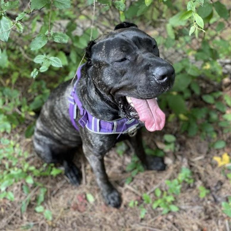Ms Rocky - MISSING, an adoptable Cane Corso in Lynchburg, VA, 24502 | Photo Image 2