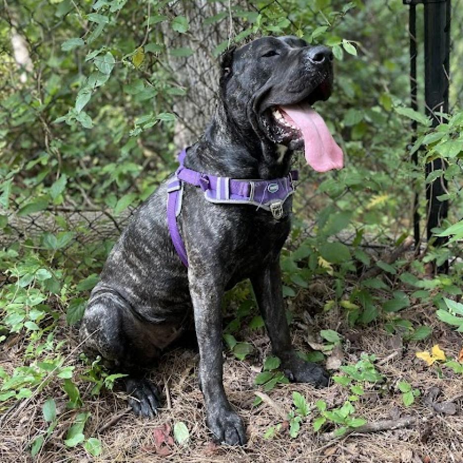 Ms Rocky - MISSING, an adoptable Cane Corso in Lynchburg, VA, 24502 | Photo Image 3