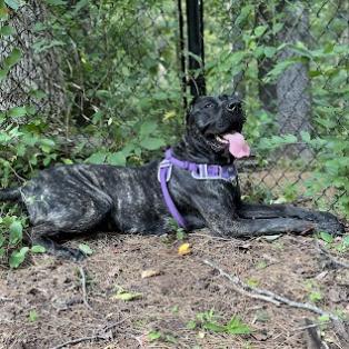 Ms Rocky - MISSING, an adoptable Cane Corso in Lynchburg, VA, 24502 | Photo Image 4