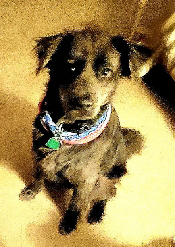 Brody 3