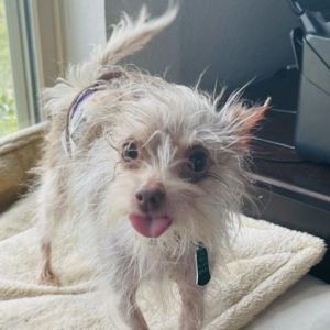 Chico is an adorable 7 lb Yorkie mix who was abandoned in a vacant home when his owners got evicted