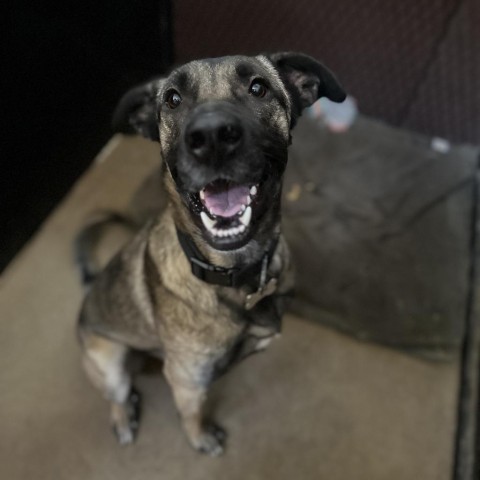 Ozzy, an adoptable Belgian Shepherd / Malinois in Grand Junction, CO, 81505 | Photo Image 1