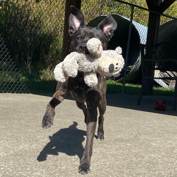 Tris, an adoptable Labrador Retriever Mix in Waynesburg, PA_image-3