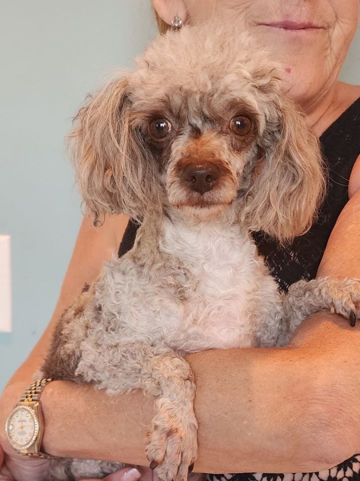 Dog for adoption Maggie a Miniature Poodle in Plainview NY