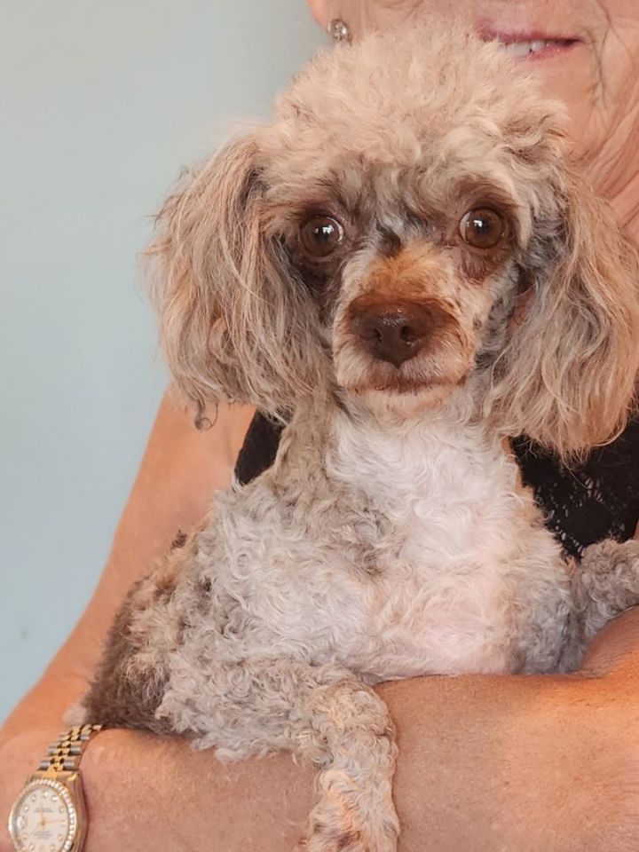 Petfinder toy outlet poodle