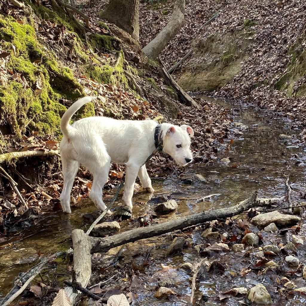 Duke