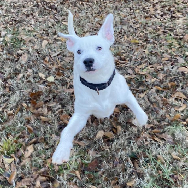 Duke 5