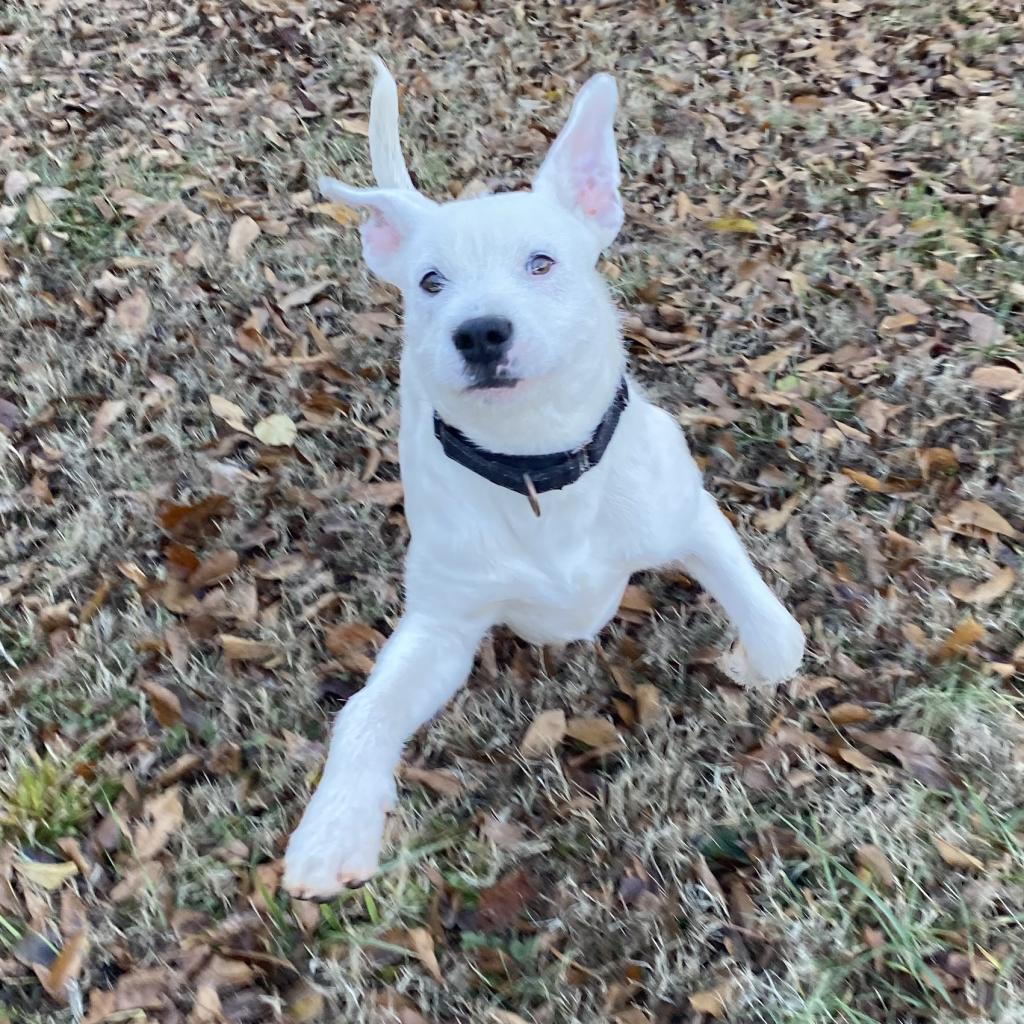 Duke