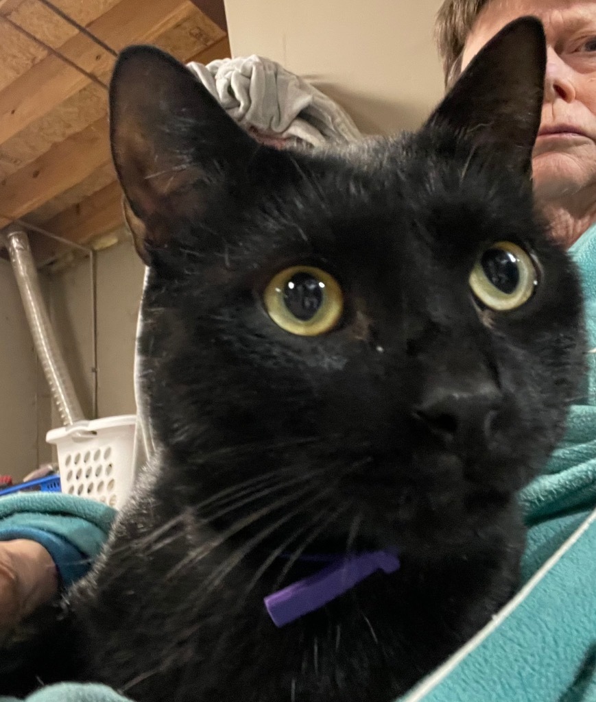 Pookie f/k/a Spooky, an adoptable Domestic Short Hair in Ballwin, MO, 63011 | Photo Image 1