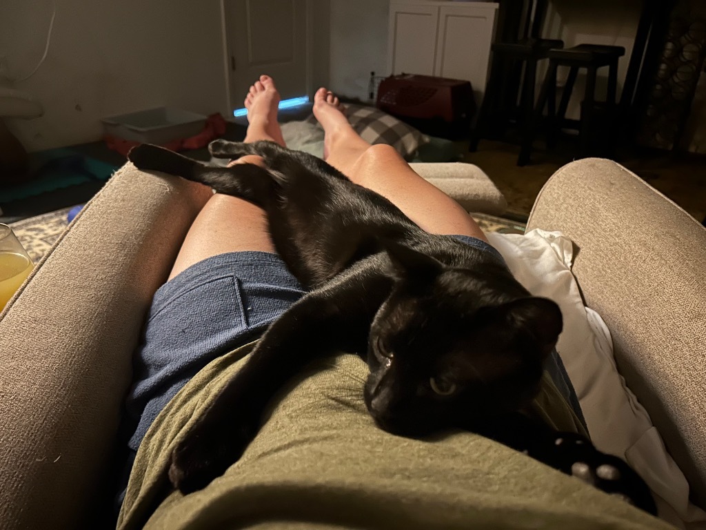 Pookie f/k/a Spooky, an adoptable Domestic Short Hair in Ballwin, MO, 63011 | Photo Image 2