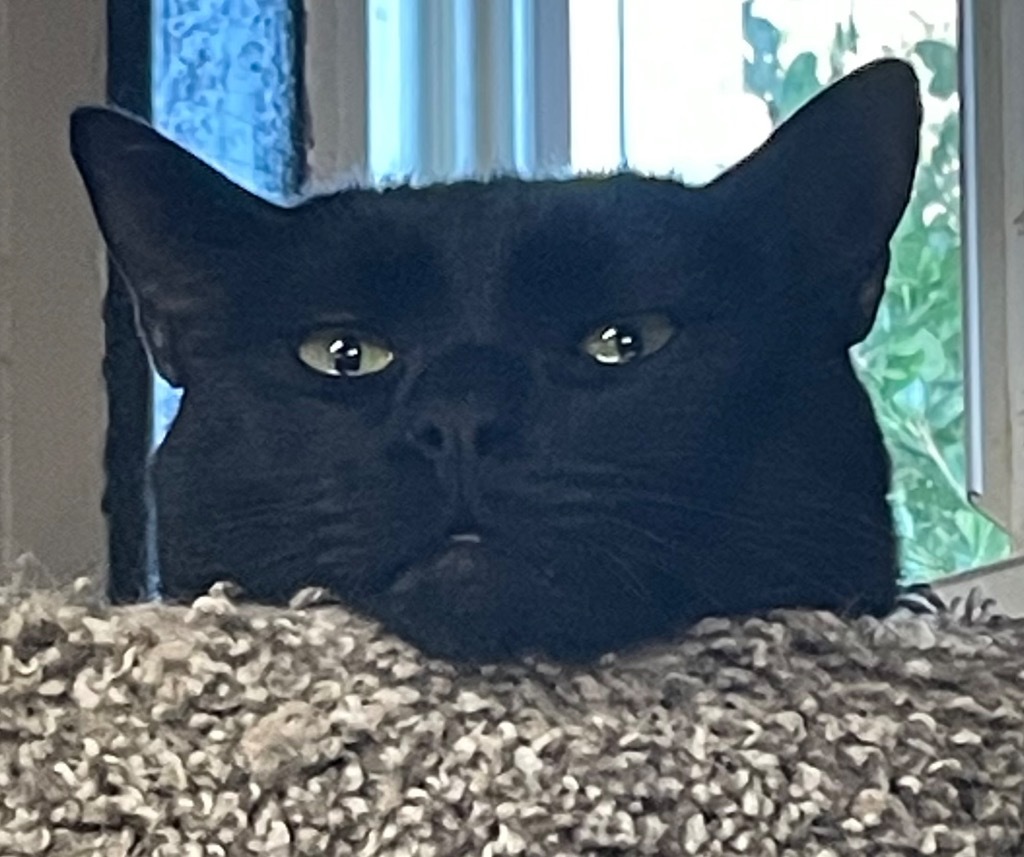 Pookie was Spooky, an adoptable Domestic Short Hair in Ballwin, MO, 63011 | Photo Image 3