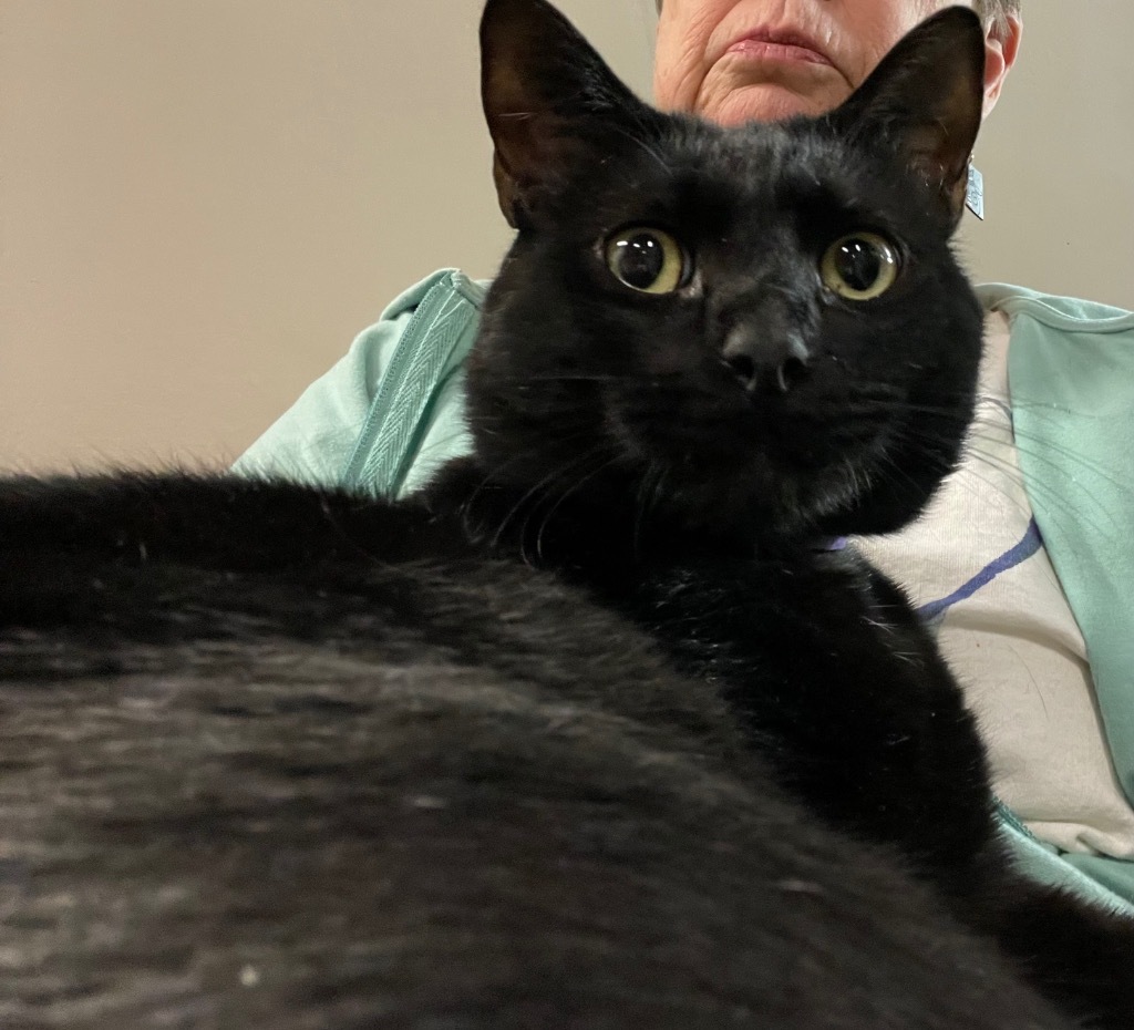 Pookie was Spooky, an adoptable Domestic Short Hair in Ballwin, MO, 63011 | Photo Image 4