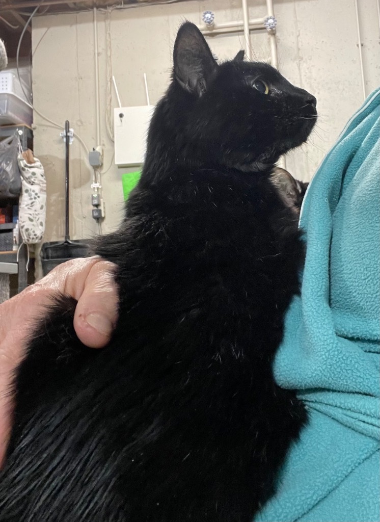 Pookie f/k/a Spooky, an adoptable Domestic Short Hair in Ballwin, MO, 63011 | Photo Image 5