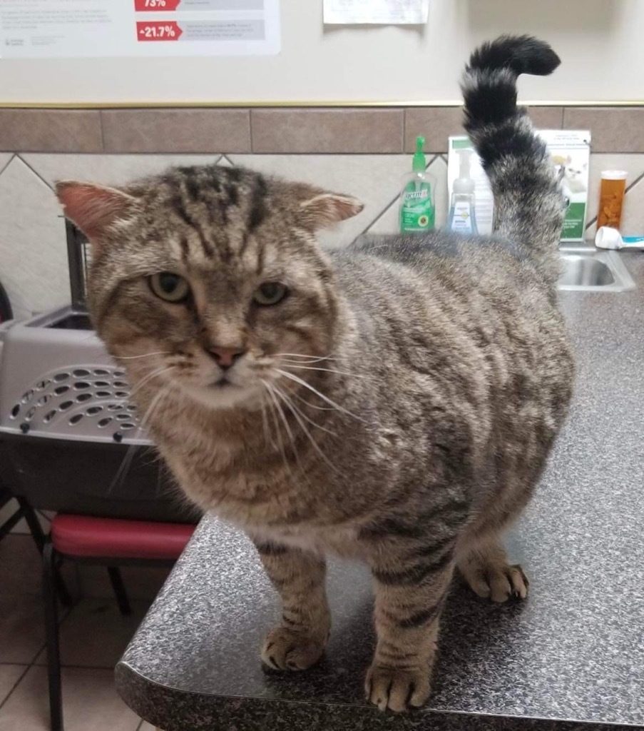 Rocky, an adoptable Domestic Short Hair in Ballwin, MO, 63011 | Photo Image 1