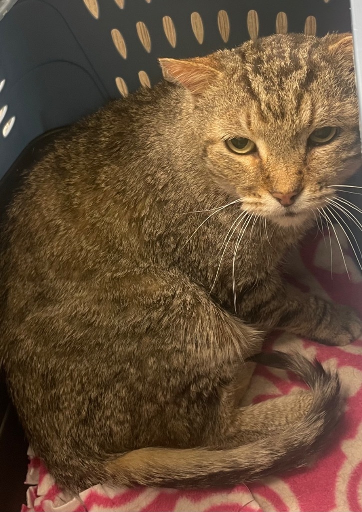 Rocky, an adoptable Domestic Short Hair in Ballwin, MO, 63011 | Photo Image 2