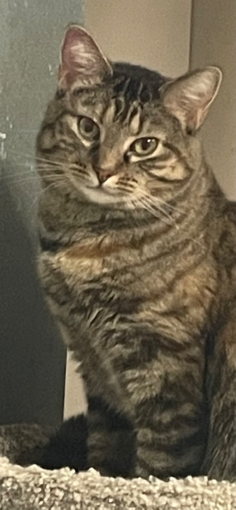 Skye, an adoptable Domestic Short Hair in Ballwin, MO, 63011 | Photo Image 1