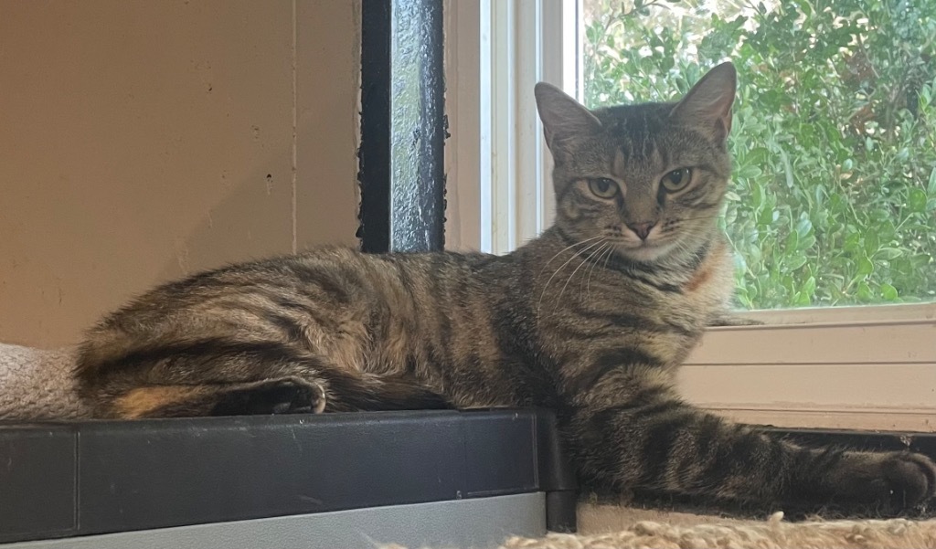 Skye, an adoptable Domestic Short Hair in Ballwin, MO, 63011 | Photo Image 2