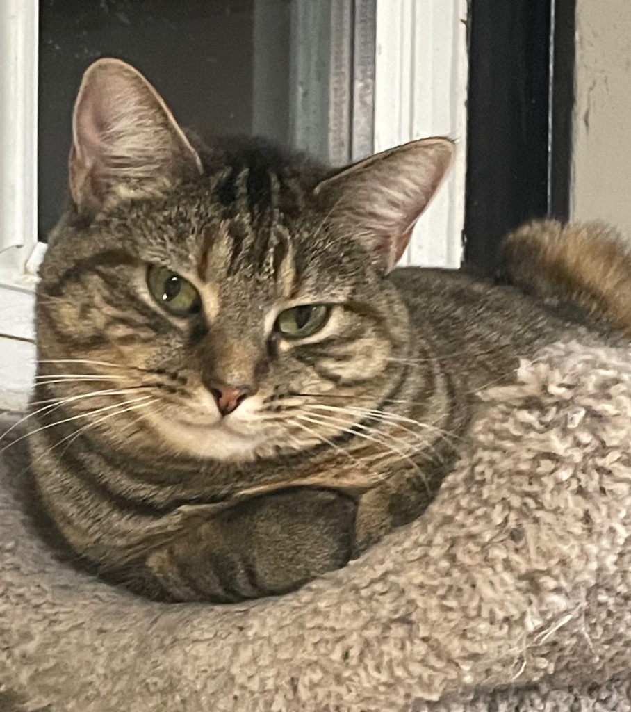 Skye, an adoptable Domestic Short Hair in Ballwin, MO, 63011 | Photo Image 3