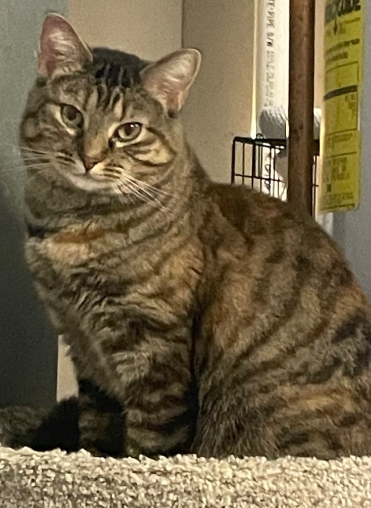 Skye, an adoptable Domestic Short Hair in Ballwin, MO, 63011 | Photo Image 4
