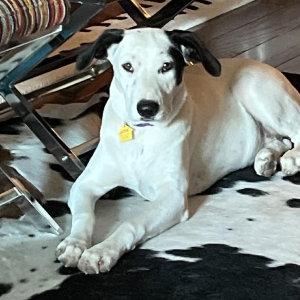 Lexie, an adoptable Dalmatian, Mixed Breed in Dallas, TX, 75201 | Photo Image 1