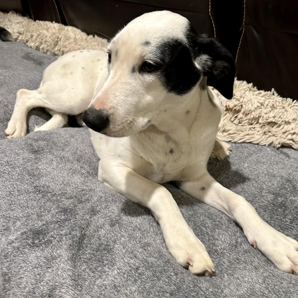 Lexie, an adoptable Dalmatian, Mixed Breed in Dallas, TX, 75201 | Photo Image 2