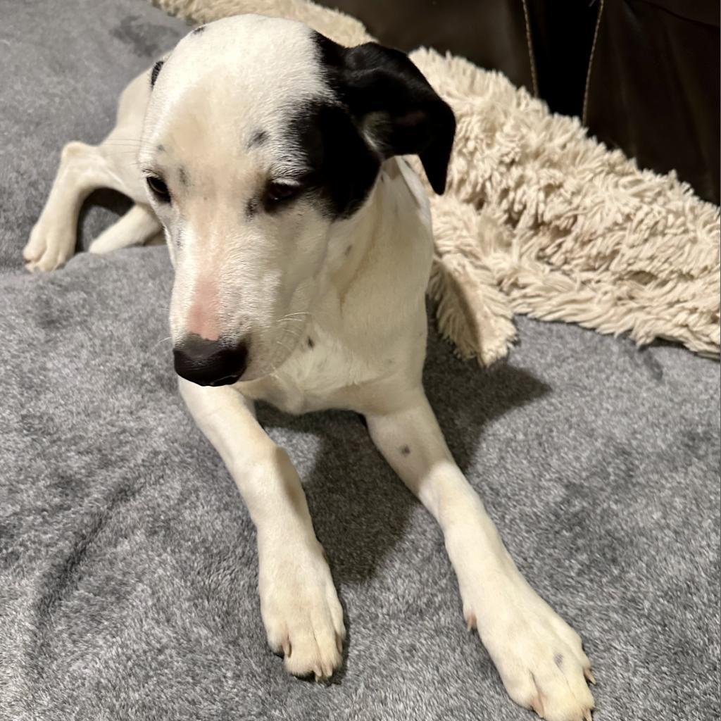 Lexie, an adoptable Dalmatian, Mixed Breed in Dallas, TX, 75201 | Photo Image 3