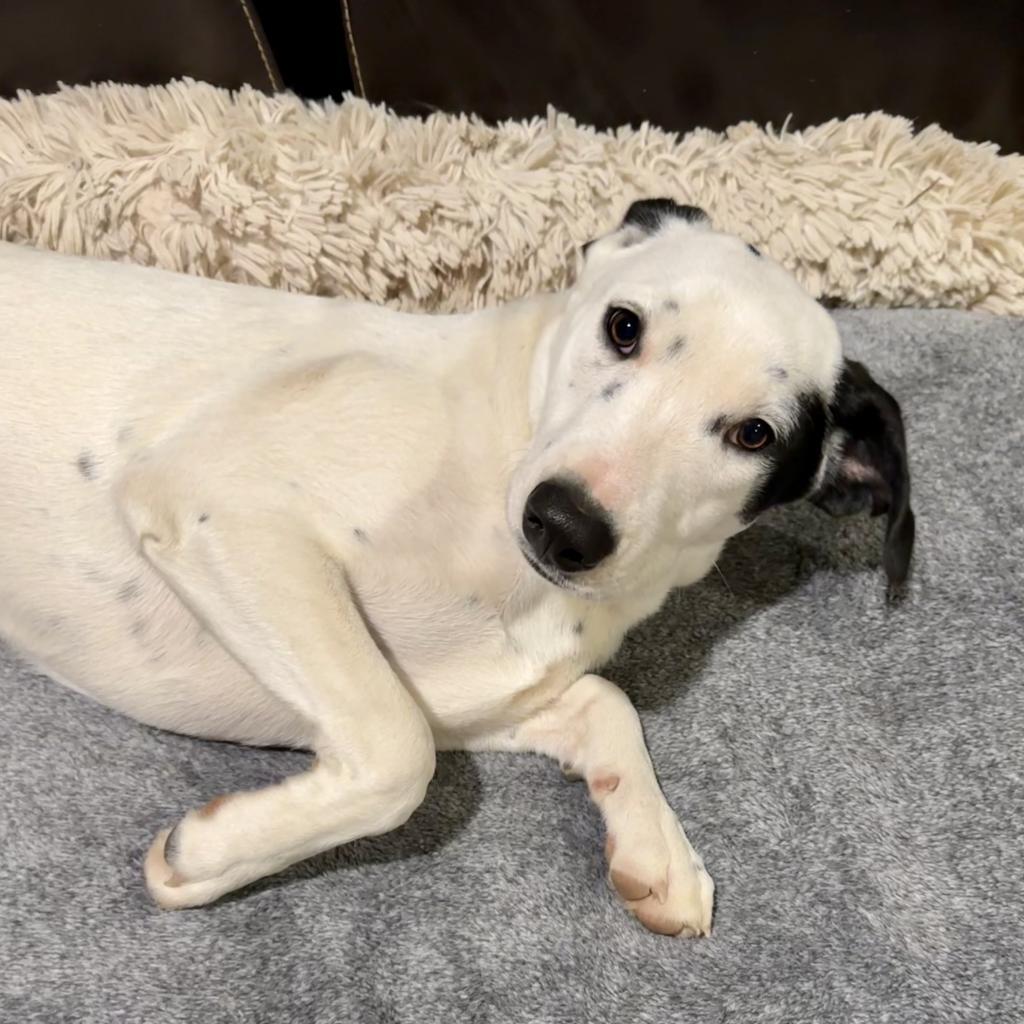 Lexie, an adoptable Dalmatian, Mixed Breed in Dallas, TX, 75201 | Photo Image 4