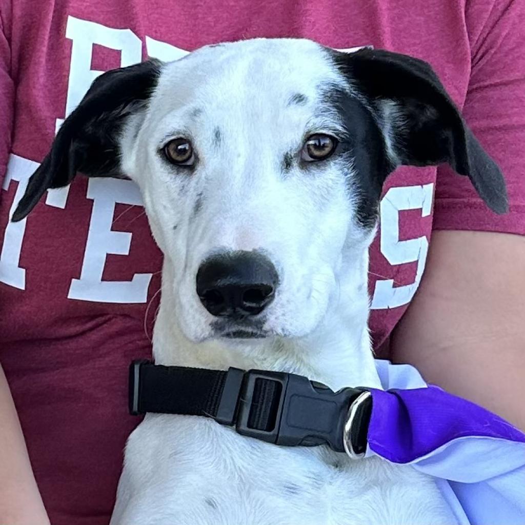 Lexie, an adoptable Dalmatian, Mixed Breed in Dallas, TX, 75201 | Photo Image 5