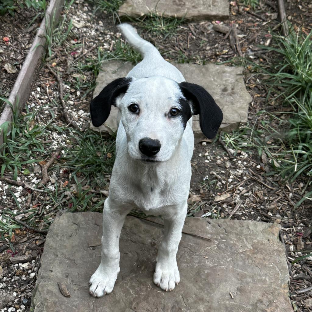 Lexie, an adoptable Dalmatian, Mixed Breed in Dallas, TX, 75201 | Photo Image 6