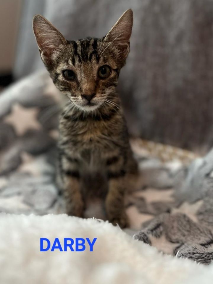 Darby 1