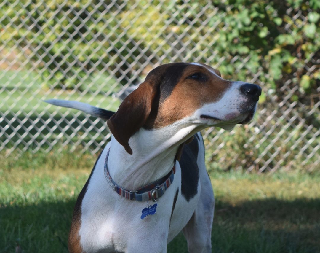 Willow, an adoptable Treeing Walker Coonhound in Tomah, WI, 54660 | Photo Image 2