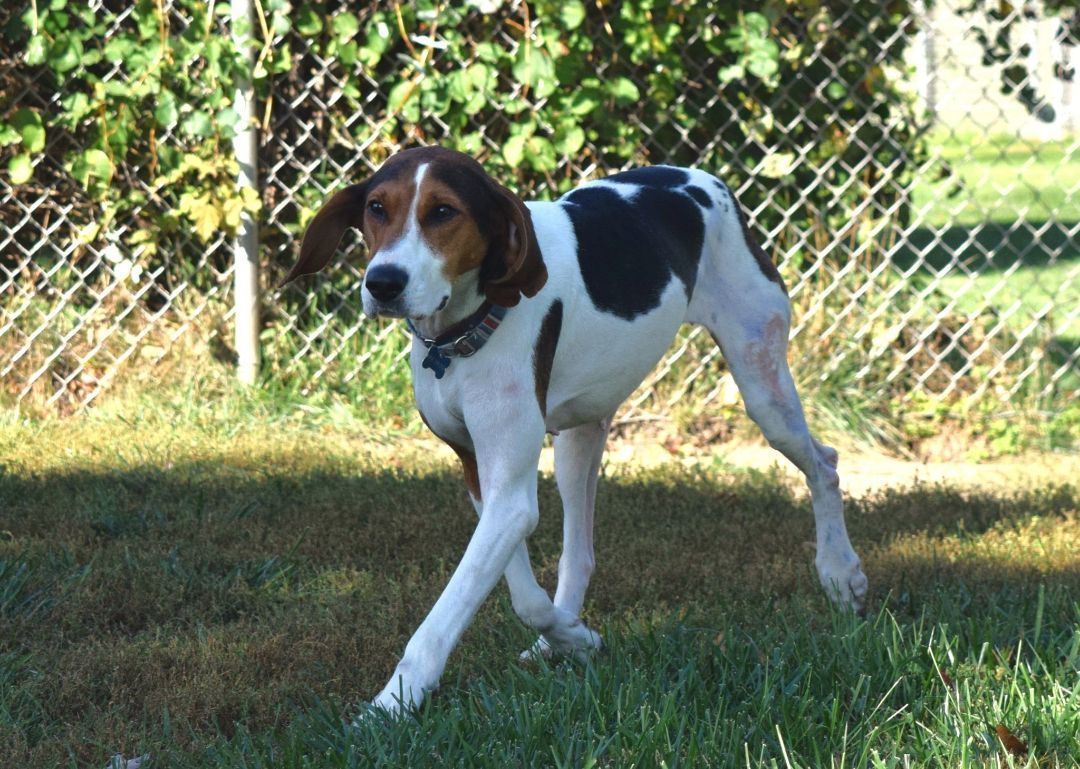 Willow, an adoptable Treeing Walker Coonhound in Tomah, WI, 54660 | Photo Image 3