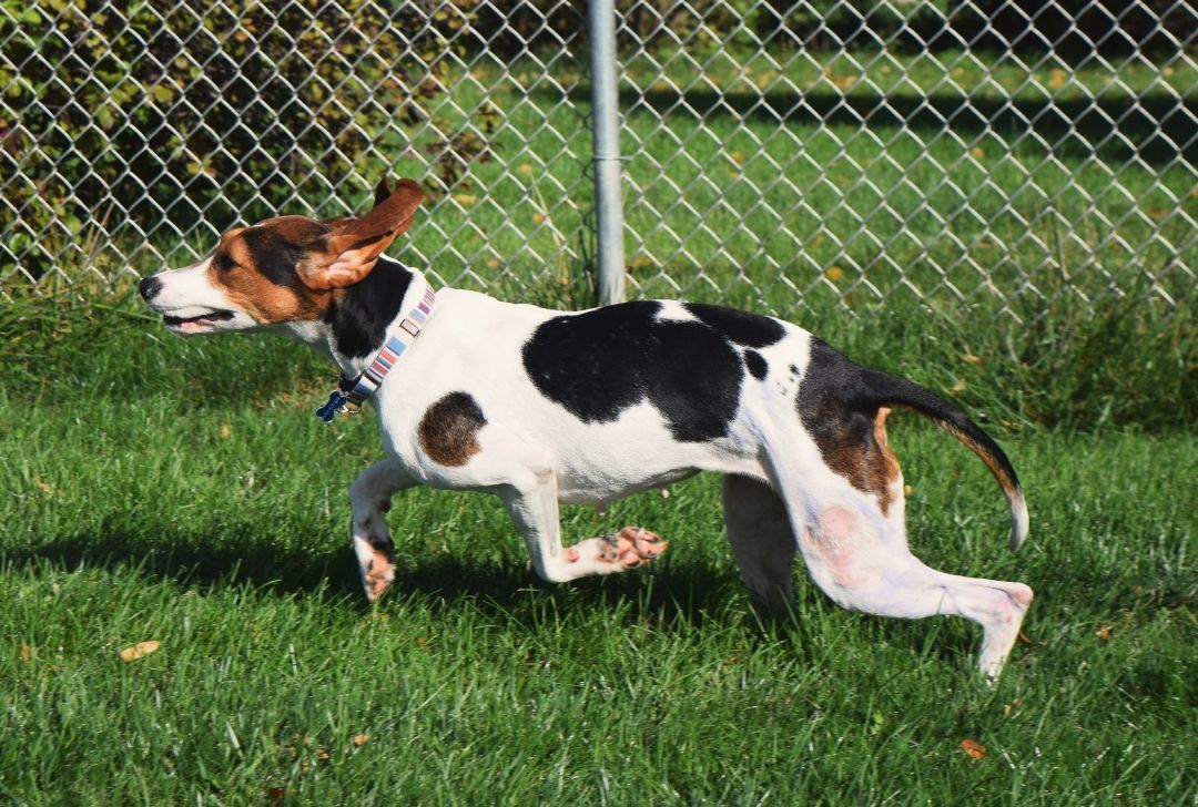 Willow, an adoptable Treeing Walker Coonhound in Tomah, WI, 54660 | Photo Image 4