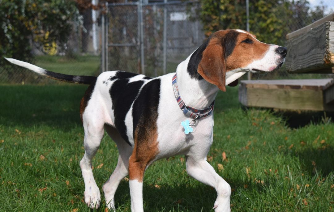 Willow, an adoptable Treeing Walker Coonhound in Tomah, WI, 54660 | Photo Image 5