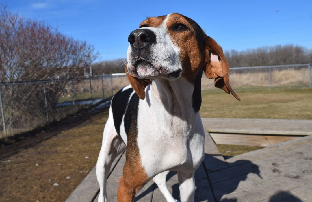 Willow, an adoptable Treeing Walker Coonhound in Tomah, WI, 54660 | Photo Image 1