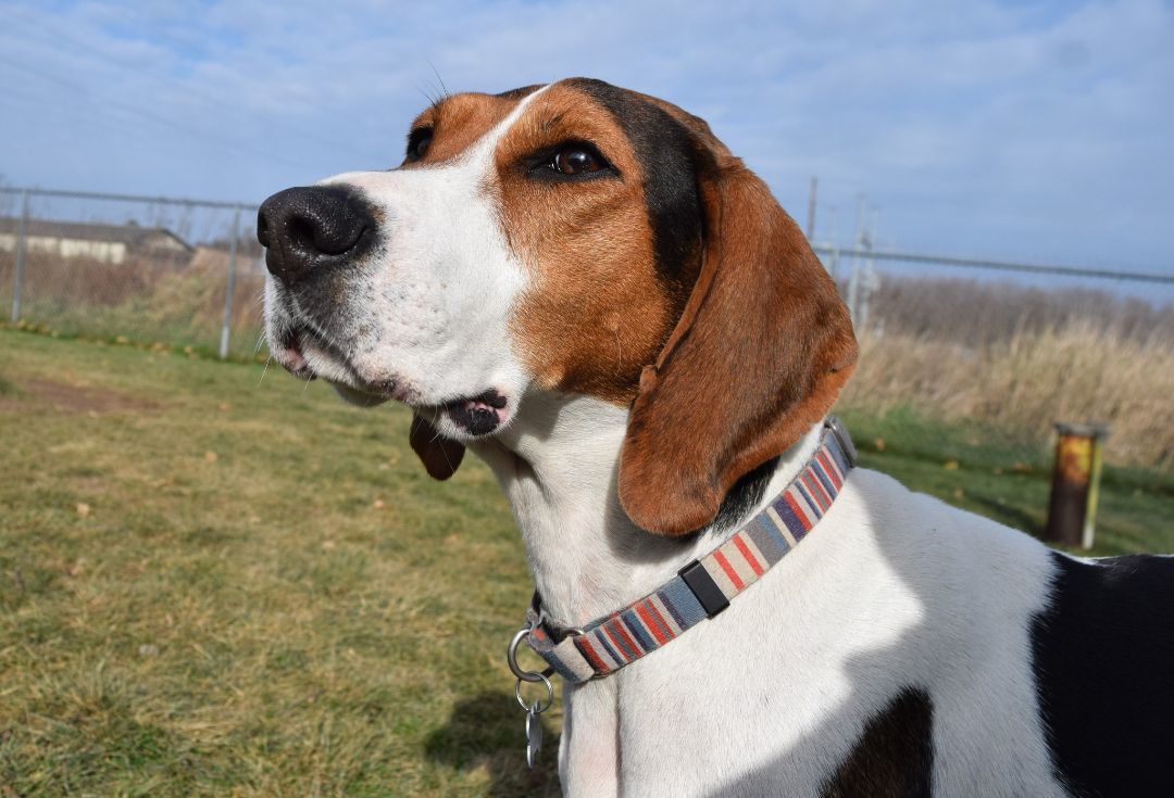Willow, an adoptable Treeing Walker Coonhound in Tomah, WI, 54660 | Photo Image 6
