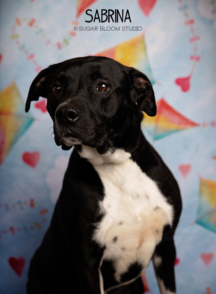 Sabrina, an adoptable Labrador Retriever in Littleton, CO, 80126 | Photo Image 1