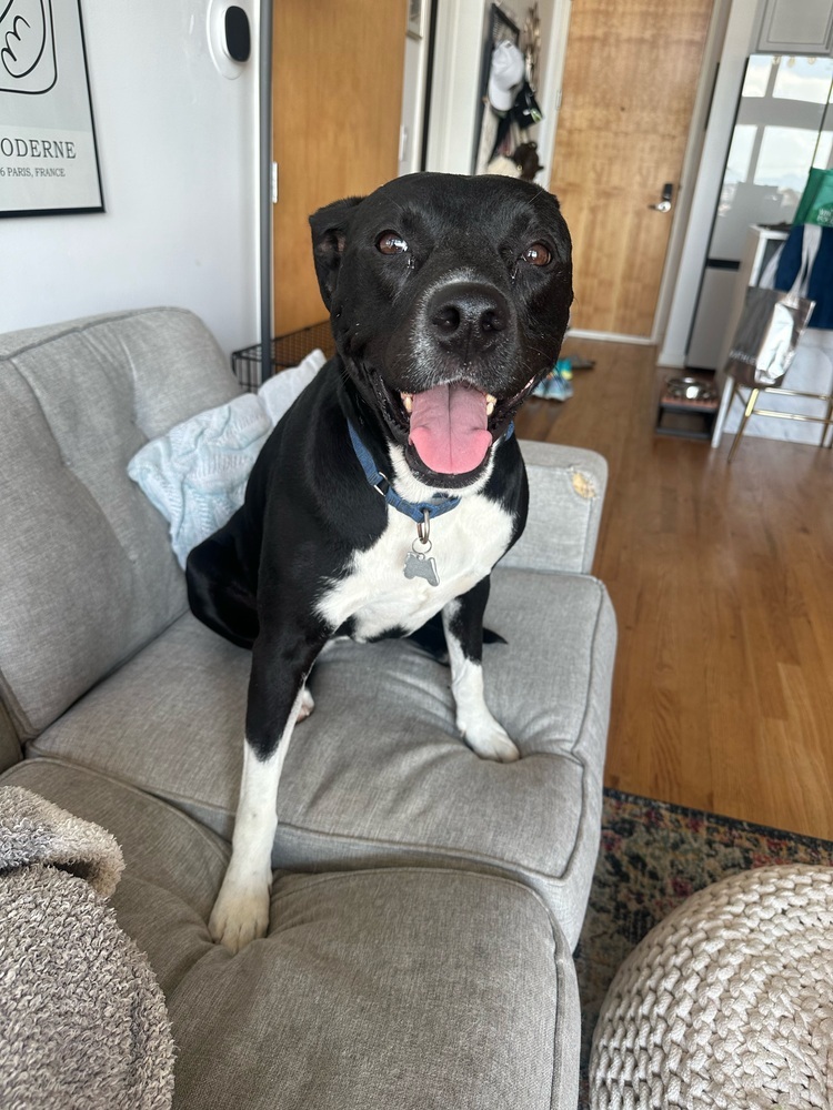 Sabrina, an adoptable Labrador Retriever in Littleton, CO, 80126 | Photo Image 4